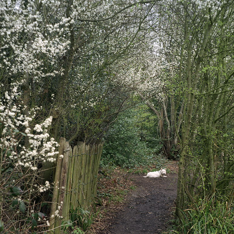 Krista Mölder. Hampstead Heath, calling. 2004/2014. Diasec. 13 x 13. Edition: 5 + 2 AP